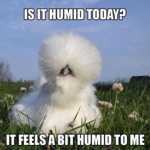 Funny Silkie