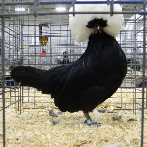 White Crested non bearded Polish