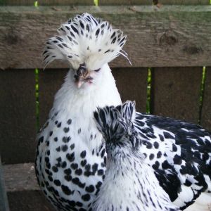 Appenzeller Spitzhauben I want one of these 2