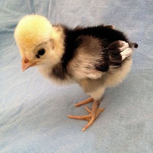 Baby 1 5 Days Old 5/9/14