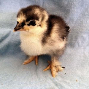 Baby 9   5 Days Old 5/9/14