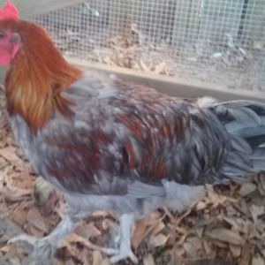 My Blue Copper Marans, Lincoln.  He is 4 Months in this picture.