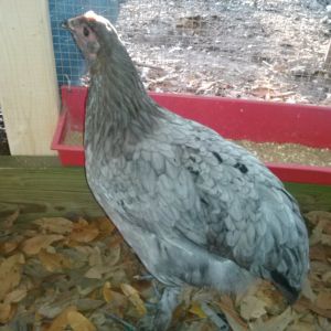 This is Blue Belle, a 4 month old Blue Copper Marans.  She is the BOSS of the coop!!!