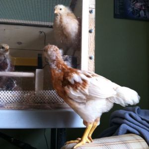 Amelia having a stare down with the Buckeye in the brooder while Baby Buff looks on
