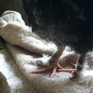 Feathered feet