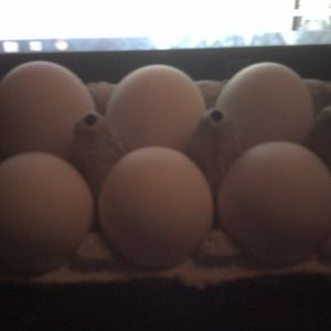 duck eggs resting before going into the incubator