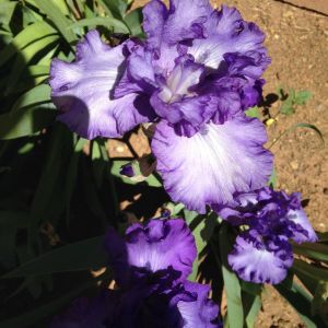Iris called Change in the Weather