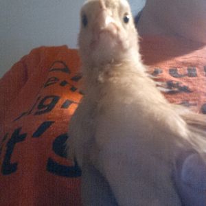 This is Buttercup she is my largest and probably oldest girl of the bunch, She is also getting good at Chicken Selfies.