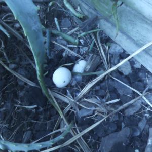 The first eggs, we found them on the 1st May 2014 one was neatly buried in ther nest and the other I found in the grass by their pool, unsure of what  to do I picked it up and popped it back in the nest.. it waws slightly cracked on parts of the outter shell but the 'skin; was intact. Today we have 8 eggs and she was brooding and sitting on them till about 10.30am this morning first time shes done that during the daylight, she is a night tender, meanwhile while Ruby was foraging around the other side of the house very unusal as he sticks to her like glue.  They are great parents already we are looking forward to our ducky babies :-)
9/5/14