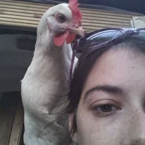My parrot Cluckles, this is her favourite place to be
