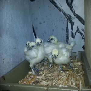 Silkie chicks a couple days old