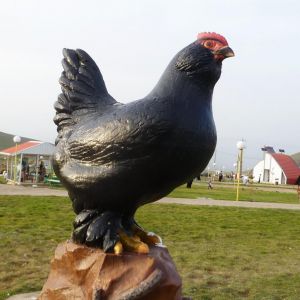 Hen Statue
black azerbaijan breeds
Rare Breed Poultry
Azerbaijan breeds
rare race 
Marand 
Poultry Statue
 marand hen statue
Statues Hens