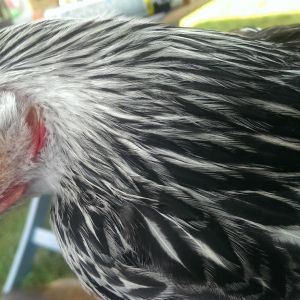 A close-up of her profile
