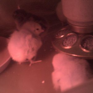 New chicks >.<