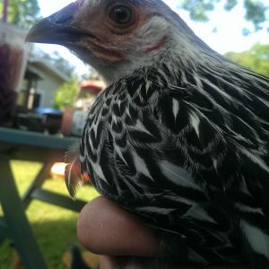 Her feathers are starting to lace out and get so pretty
