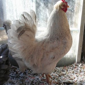 Barbu - Shiro x TwoBlu

Nice dual purpose sized rooster; khaki barred??  Could be a dilute buff with strange ghost "barring"