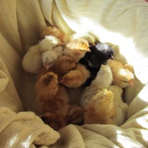 15 chicks that hatched this week a barnyard mix :)