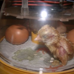 Red Sex-Link
 Hatched May 8, 0214