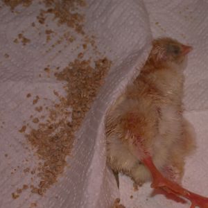 new in brooder