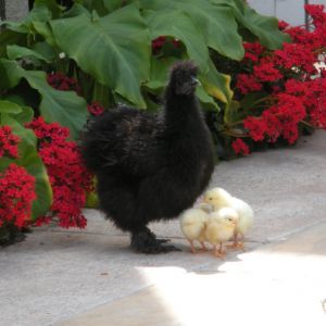 Pretty Silkie!