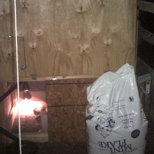 Coop\ brooder finished and with chicks