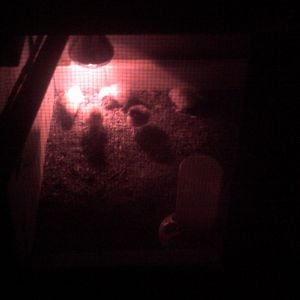 chicks in outdoor brooder