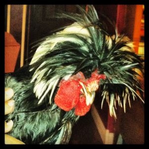 This is Elvis. My polish rooster.