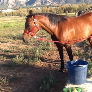 One of my horses Annie. She is 11 years old Anglo Arabian.