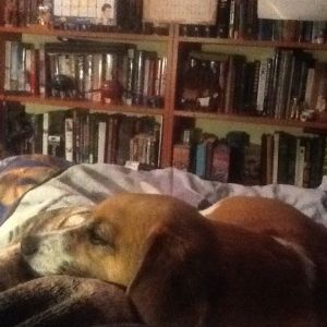 My dog Duke. He is a beagle mix.