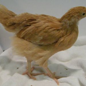 Buff Orpington @ 6 weeks old