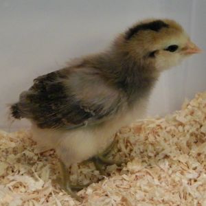 Golden Easter Egger @ 1 week old