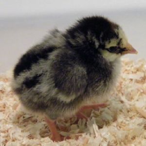 Silver Laced Wyandotte @ 3 days old