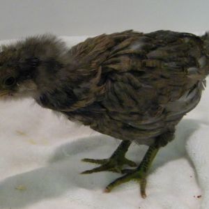 Smokey Easter Egger @ 3 1/5 weeks old
