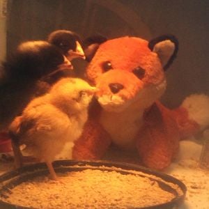 Adoptive siblings join the new Mom and the little chick