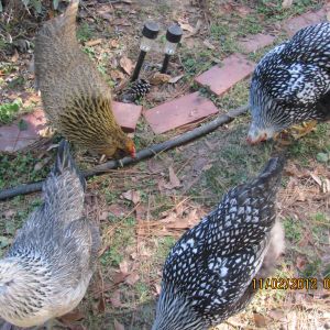 Two (EE?) Americaunas, Madonna is gold with good muffs and beard, PC (problem child) is "grey" or Blue with good muffs and some beard, and lays the biggest blue egg.