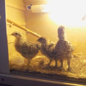 Here are all 3 chicks in a homemade brooder(I guess). from left to right we have Bigfoot, Serena, and Clucky