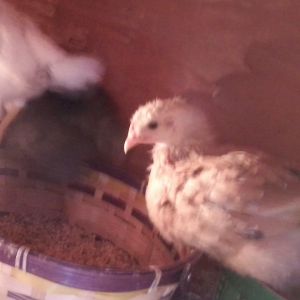 The peepers are growing. May 13, 2014