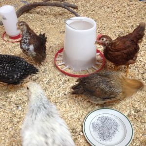 Some of our girls in the brooder