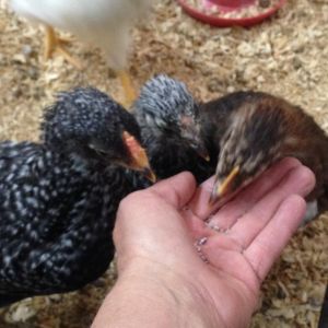 Domino (Dominique), Pearl (Silver Wyandotte) and Suzy Q (Sussex) wondering where are the meal worms went
