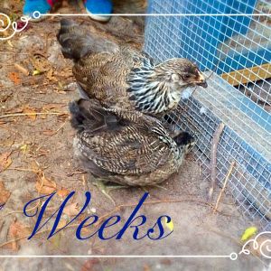 7 weeks old