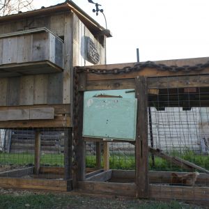 Coop attached to the run. Open latch allows the chickens to free range on occasion.