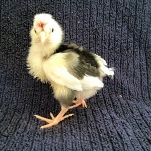 Our Mottled Houdan
