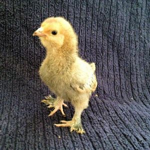 Our Belgian Bearded d'Uccle Bantam Mille Fleur