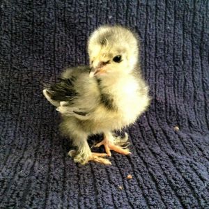 Our Frizzle