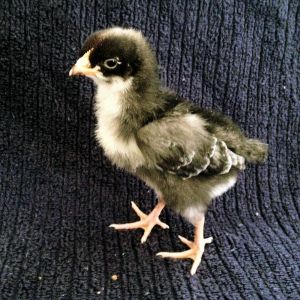 Our Little cuckoo maran