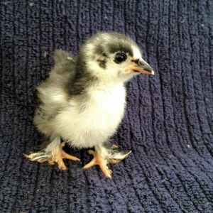 Our Frizzle #2