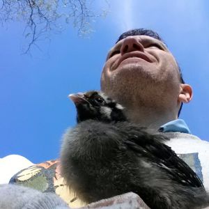 Olive, my 4-week Silver-Laced Wyandotte and I.