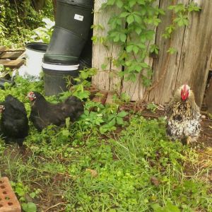 Cochins Frizzle and Smooth