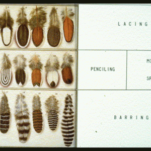 TYPES OF BIRDS FEATHERS