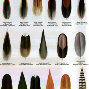 HUSNA'S FEATHERS